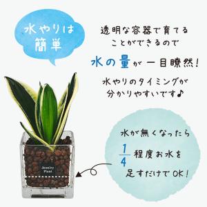 ハイドロカルチャー 観葉植物 お中元 土なし ...の詳細画像4