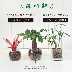 ハイドロカルチャー 観葉植物 お中元 土なし ...の詳細画像5