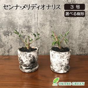 母の日 ギフト プレゼント 観葉植物 メキシコ ソテツ ザミア