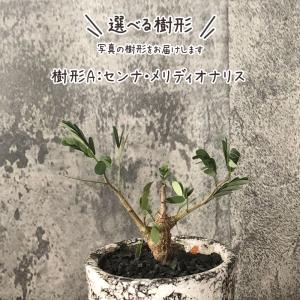 希少品種 観葉植物 おしゃれ センナ メリディ...の詳細画像2
