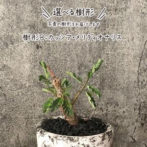 希少品種 観葉植物 おしゃれ センナ メリディ...の詳細画像3