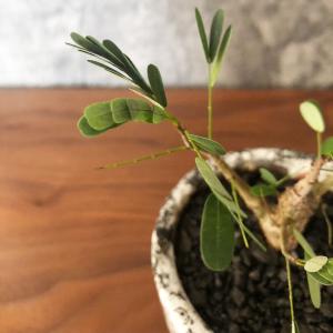 希少品種 観葉植物 おしゃれ センナ メリディ...の詳細画像4