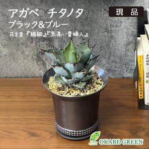 観葉植物 おしゃれ アガベ デスメティアーナ ブルームーン 現品 6号