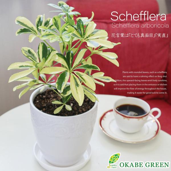 観葉植物 おしゃれ 室内 シェフレラ ホンコンカポック ハッピーイエロー 5号 素敵な白い薔薇陶器鉢...
