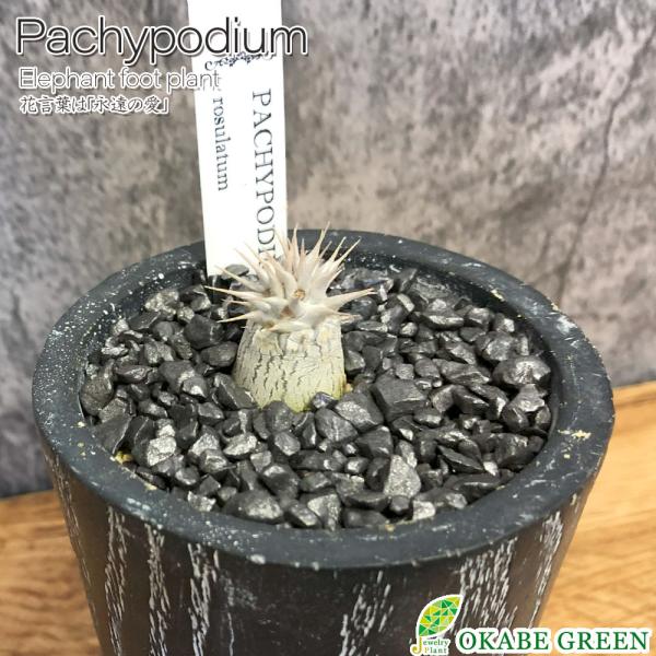観葉植物 おしゃれ パキポディウム ロスラーツム 選べる樹形 現品 ３号 黒陶器鉢 ソーサー付 黒デ...
