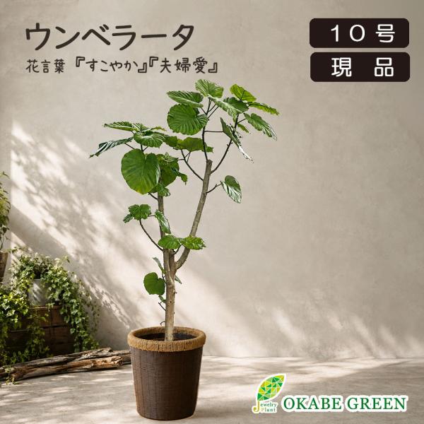 観葉植物 ハートの葉っぱ おしゃれ 大型 ウンベラータ フィカス 10号 現品 鉢カバー セット 鉢...