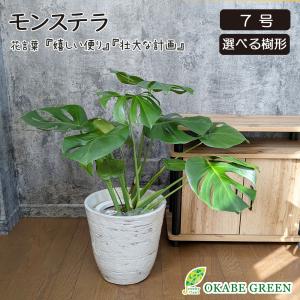 ストレリチア・オーガスタ 8号 「3株植え」 ホワイトスクエア陶器鉢