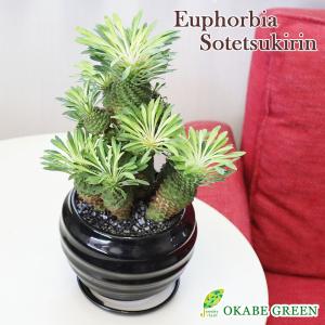 ユーフォルビア ソテツキリン ５号 黒丸陶器鉢 黒デコジャリ付 蘇鉄麒麟 パイナップルコーン 鉄甲丸 多肉植物 鉢植え 観葉植物 お祝い プレゼント 敬老の日 Yf 167 Okabe Green Jewelryplant 通販 Yahoo ショッピング