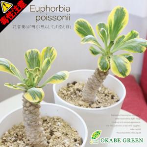 観葉植物 種類 室内 ユーフォルビア ポイゾニー 5号 選べる樹形 【現品】 白セラアート鉢 受皿付 レア 多肉植物 おしゃれ プレゼント 送料無料｜okabegreen