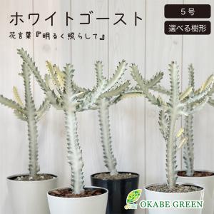 観葉植物 おしゃれ ユーフォルビア ラクテア ホワイトゴースト 4号