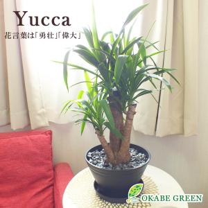Okabe Green Jewelryplant ドラセナ 植物の種類で選ぶ Yahoo ショッピング