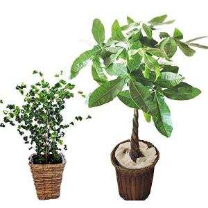 ベンジャミンバロック 種 種子 の商品一覧 花 ガーデニング 通販 Yahoo ショッピング