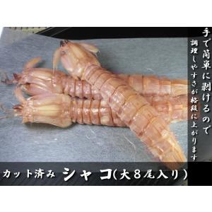子持殻付特大シャコ500g 蝦蛄 : おかべ水産ヤフーストア店 - 通販