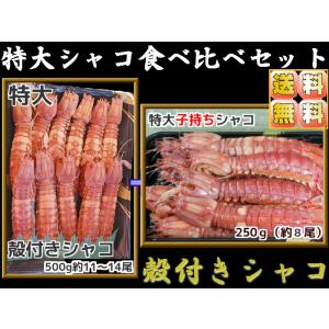 【引き取り限定】特大　シャコ貝類 引き取り限定】特大 シャコ貝類