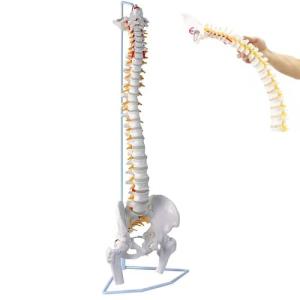 Abz Company 人体 筋肉 模型 30cm 人体模型 医学 解剖 教育 整形 外科