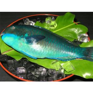 沖縄県産 ゲンナーイラブチャー1 6kg 2kg 刺身 お取り寄せ イラブチャー 活魚 沖縄 沖縄県産 沖縄限定 沖縄 Andsa Fr