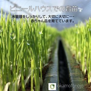 令和7年産 コシヒカリ お米 5kg 玄米 精...の詳細画像3