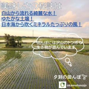 令和7年産 コシヒカリ お米 5kg 玄米 精...の詳細画像5