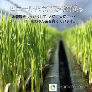 令和7年産 コシヒカリ お米 30kg 玄米 ...の詳細画像3