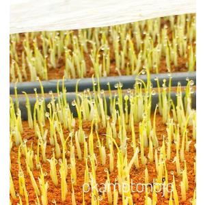 令和7年産 ゆめみづほ お米 一等米 30kg...の詳細画像2
