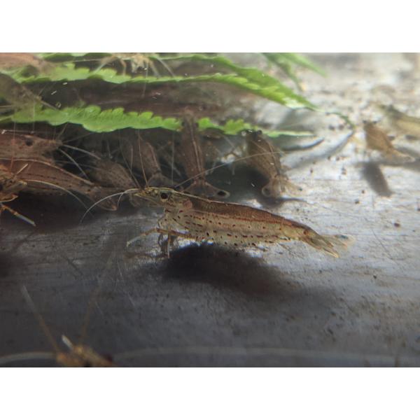 ☆OKATAN☆ヤマトヌマエビ 100匹セット