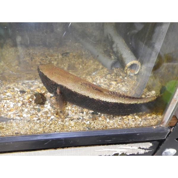 ☆OKATAN☆カワアナゴ 15〜20cm