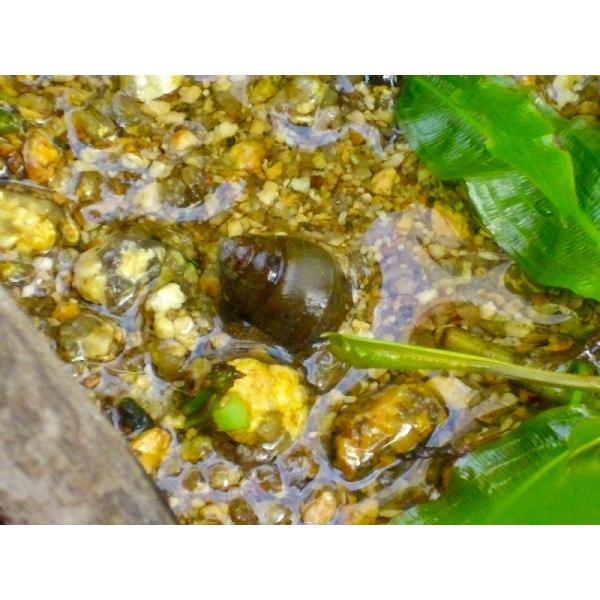 ☆OKATAN☆ヒメタニシ 100匹セット