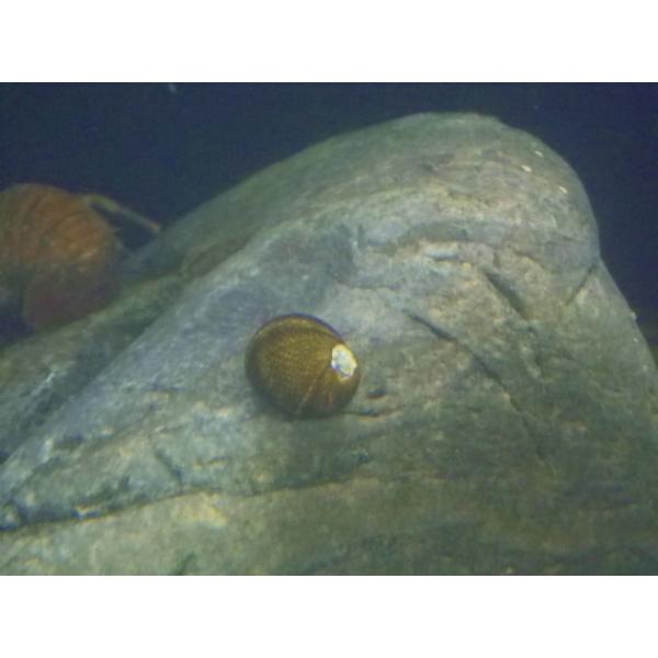 ☆OKATAN☆イシマキガイ 100匹セット