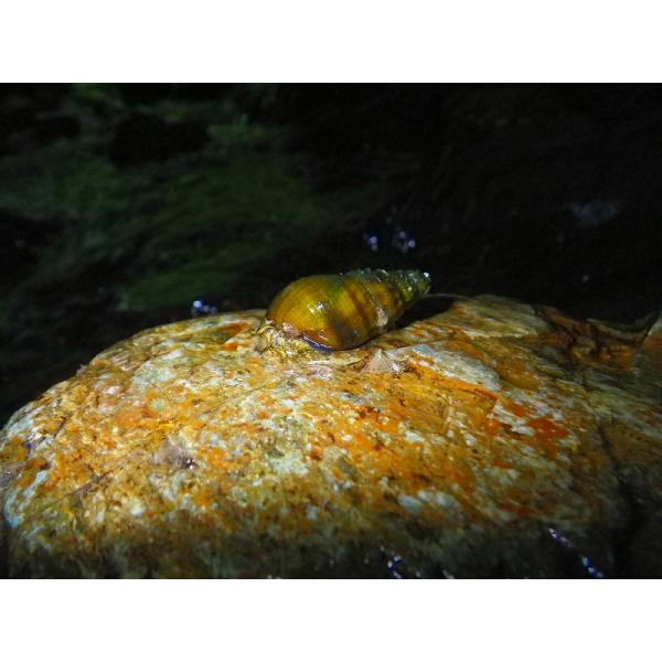 ☆OKATAN☆カワニナ 100匹セット