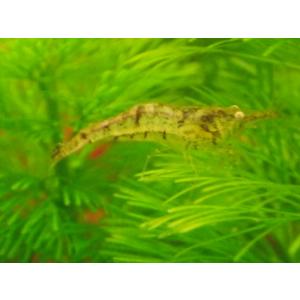 ☆OKATAN☆ミナミヌマエビ 10匹セット