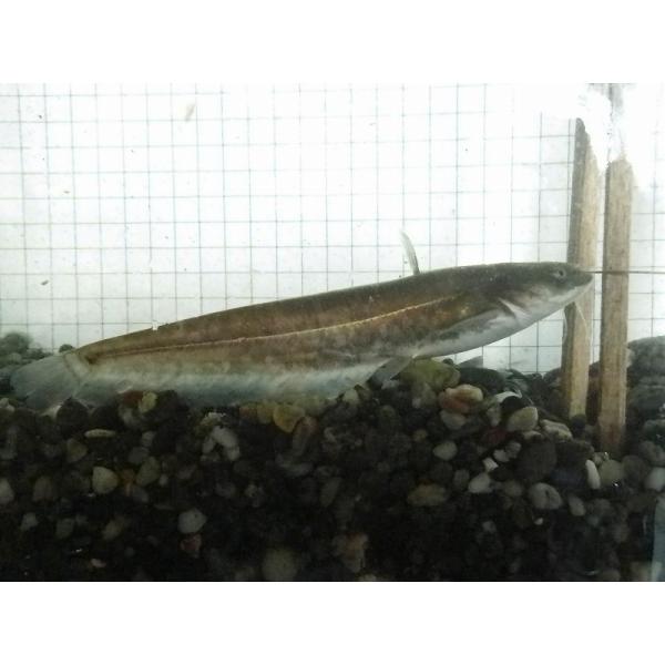 ☆OKATAN☆ニホンナマズ 15〜25cm