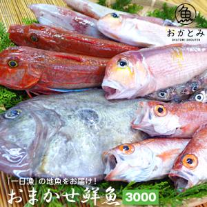 鮮魚 直送 おまかせ鮮魚 3,000円 〜春の地魚鮮魚〜