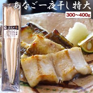 穴子一夜干し お歳暮 ギフト 無添加 あなご一夜干し