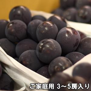 オーロラブラック 露地物 岡山県産 ご家庭用 約2kg 3〜5房入り 房数指定不可 送料込み