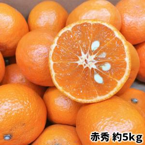 カラマンダリン 愛媛県 or 和歌山県産 S〜2Lサイズ 青秀 約5kg ギフト