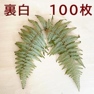 秀〆（HIDESHIME） 正月飾り 材料 10枚 ドライ裏白 乾燥裏白 裏白