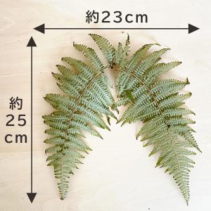秀〆 正月飾り 材料 10枚 ドライ裏白 乾燥...の詳細画像2
