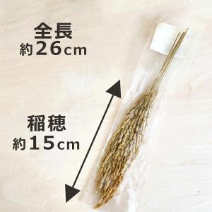 稲穂 5本入り×10セット 爆買の詳細画像1