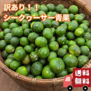 シークワーサー 果実 名産地沖縄やんばる産 約1キロ 青切り : okinawa