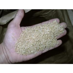 玄米10kg×1袋 令和7年産ミルキークイーン...の詳細画像2