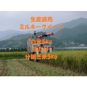 5kg ×１袋 令和７年産新米ミルキークイーン 白米または分搗き米 分搗き米 農家直送 農家産直 ミルキークイーン 無洗米 クリーン白米 無洗米 白米