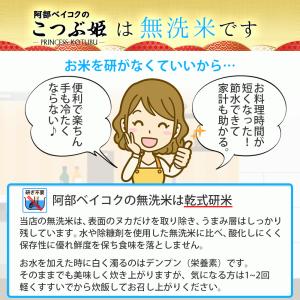 無洗米 5kg (5kg×1袋) こつぶ姫 国...の詳細画像2