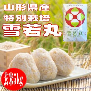 減農薬栽培米 令和5年産　玄米5kg　特別栽培雪若丸