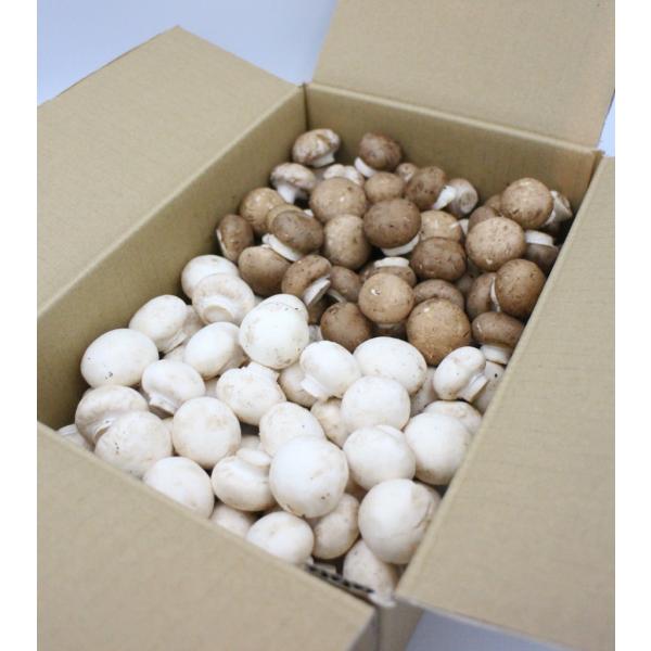 舟形マッシュルーム  新鮮生マッシュルーム  ミックス（選別品） 1kg  生食可(冷蔵/発送日含３...