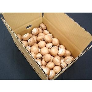 舟形マッシュルーム  新鮮生マッシュルーム  ブラウン（選別品）