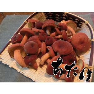 国産天然きのこ(キノコ） ちたけ 特選300g ギフト対応