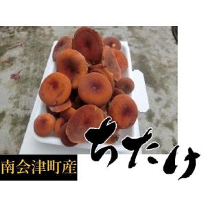 国産天然きのこ(キノコ） ちたけ 特選100g ギフト対応