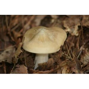 天然きのこ(天然キノコ）  うらべにほていしめじ（一本しめじ）300g