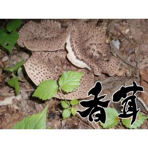 天然キノコ （天然きのこ 国産） 香茸 （シシタケ・こうたけ・こう茸