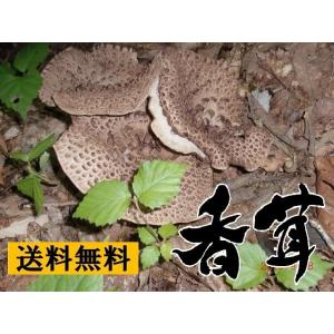 天然きのこ  香茸 （シシタケ・いのはな） 秋の味覚